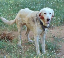 BIANCA, Hund, Mischlingshund in Wesel - Bild 10