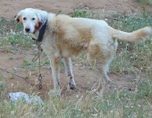 BIANCA, Hund, Mischlingshund in Wesel - Bild 12