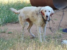 BIANCA, Hund, Mischlingshund in Wesel - Bild 13