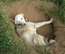 BIANCA, Hund, Mischlingshund in Wesel - Bild 15