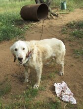 BIANCA, Hund, Mischlingshund in Wesel - Bild 16