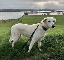 BIANCA, Hund, Mischlingshund in Wesel - Bild 19