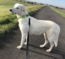 BIANCA, Hund, Mischlingshund in Wesel - Bild 22