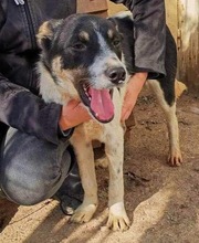 BRUNO, Hund, Mischlingshund in Rumänien - Bild 1