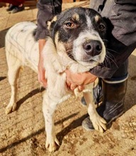 BRUNO, Hund, Mischlingshund in Rumänien - Bild 10