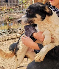 BRUNO, Hund, Mischlingshund in Rumänien - Bild 14