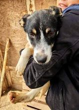 BRUNO, Hund, Mischlingshund in Rumänien - Bild 17