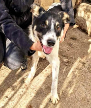 BRUNO, Hund, Mischlingshund in Rumänien - Bild 20