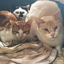 TITUS, Katze, Europäisch Kurzhaar in Spanien - Bild 4