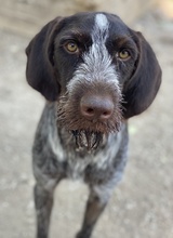 ENNIO, Hund, Mischlingshund in Griechenland - Bild 2