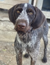 ENNIO, Hund, Mischlingshund in Griechenland - Bild 3