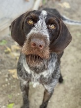 ENNIO, Hund, Mischlingshund in Griechenland - Bild 6