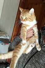 KARL, Katze, Europäisch Kurzhaar in Bulgarien - Bild 10