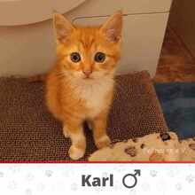 KARL, Katze, Europäisch Kurzhaar in Bulgarien - Bild 11