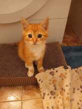 KARL, Katze, Europäisch Kurzhaar in Bulgarien - Bild 13