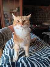 KARL, Katze, Europäisch Kurzhaar in Bulgarien - Bild 7