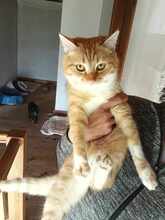 KARL, Katze, Europäisch Kurzhaar in Bulgarien - Bild 9