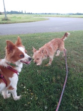 NUKI, Hund, Chihuahua-Mix in Lüneburg - Bild 3