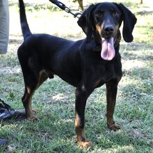 GÜNNI, Hund, Mischlingshund in Griechenland - Bild 1