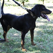 GÜNNI, Hund, Mischlingshund in Griechenland - Bild 2