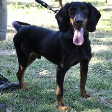 GÜNNI, Hund, Mischlingshund in Griechenland - Bild 3