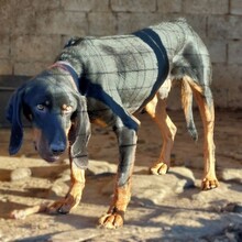 GÜNNI, Hund, Mischlingshund in Todtenweis