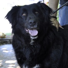 MARTA, Hund, Mischlingshund in Griechenland