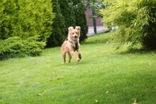 PELU, Hund, Mischlingshund in Bochum - Bild 10