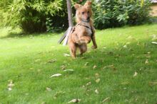 PELU, Hund, Mischlingshund in Bochum - Bild 11