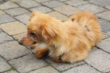 PELU, Hund, Mischlingshund in Bochum - Bild 9