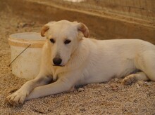 OREO, Hund, Mischlingshund in Italien - Bild 10