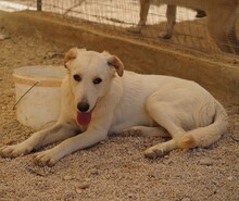 OREO, Hund, Mischlingshund in Italien - Bild 12