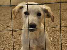 OREO, Hund, Mischlingshund in Italien - Bild 19