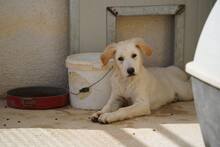 OREO, Hund, Mischlingshund in Italien - Bild 22