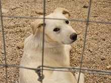 OREO, Hund, Mischlingshund in Italien - Bild 25