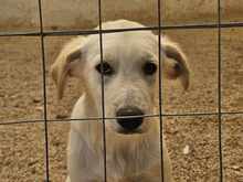 OREO, Hund, Mischlingshund in Italien - Bild 26