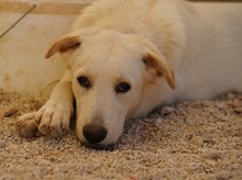 OREO, Hund, Mischlingshund in Italien - Bild 3