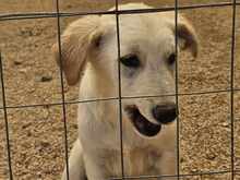 OREO, Hund, Mischlingshund in Italien - Bild 30