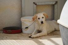 OREO, Hund, Mischlingshund in Italien - Bild 31