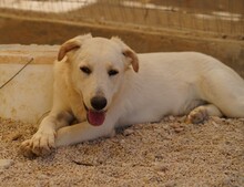 OREO, Hund, Mischlingshund in Italien - Bild 4