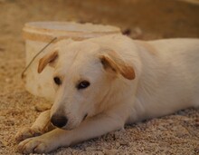 OREO, Hund, Mischlingshund in Italien - Bild 5