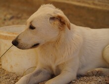 OREO, Hund, Mischlingshund in Italien - Bild 7