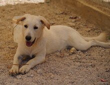 OREO, Hund, Mischlingshund in Italien - Bild 8