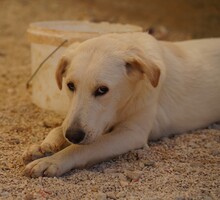 OREO, Hund, Mischlingshund in Italien - Bild 9