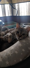 HERA, Katze, Hauskatze in Karlsruhe - Bild 18