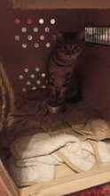 HERA, Katze, Hauskatze in Karlsruhe - Bild 19