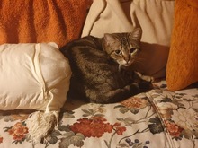 HERA, Katze, Hauskatze in Karlsruhe - Bild 20