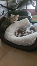 HERA, Katze, Hauskatze in Karlsruhe - Bild 21