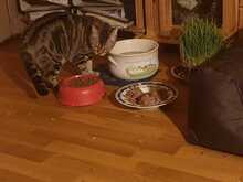HERA, Katze, Hauskatze in Karlsruhe - Bild 22