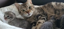 HERA, Katze, Hauskatze in Karlsruhe - Bild 9